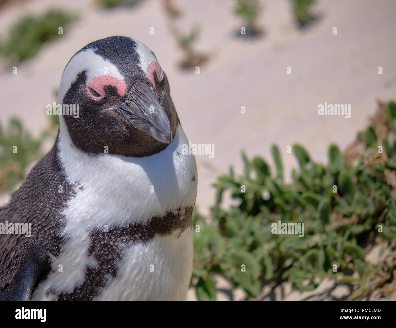 Ritratto di un pinguino africano contro uno sfondo sfocato di vegetazione e dune di sabbia. Foto Stock