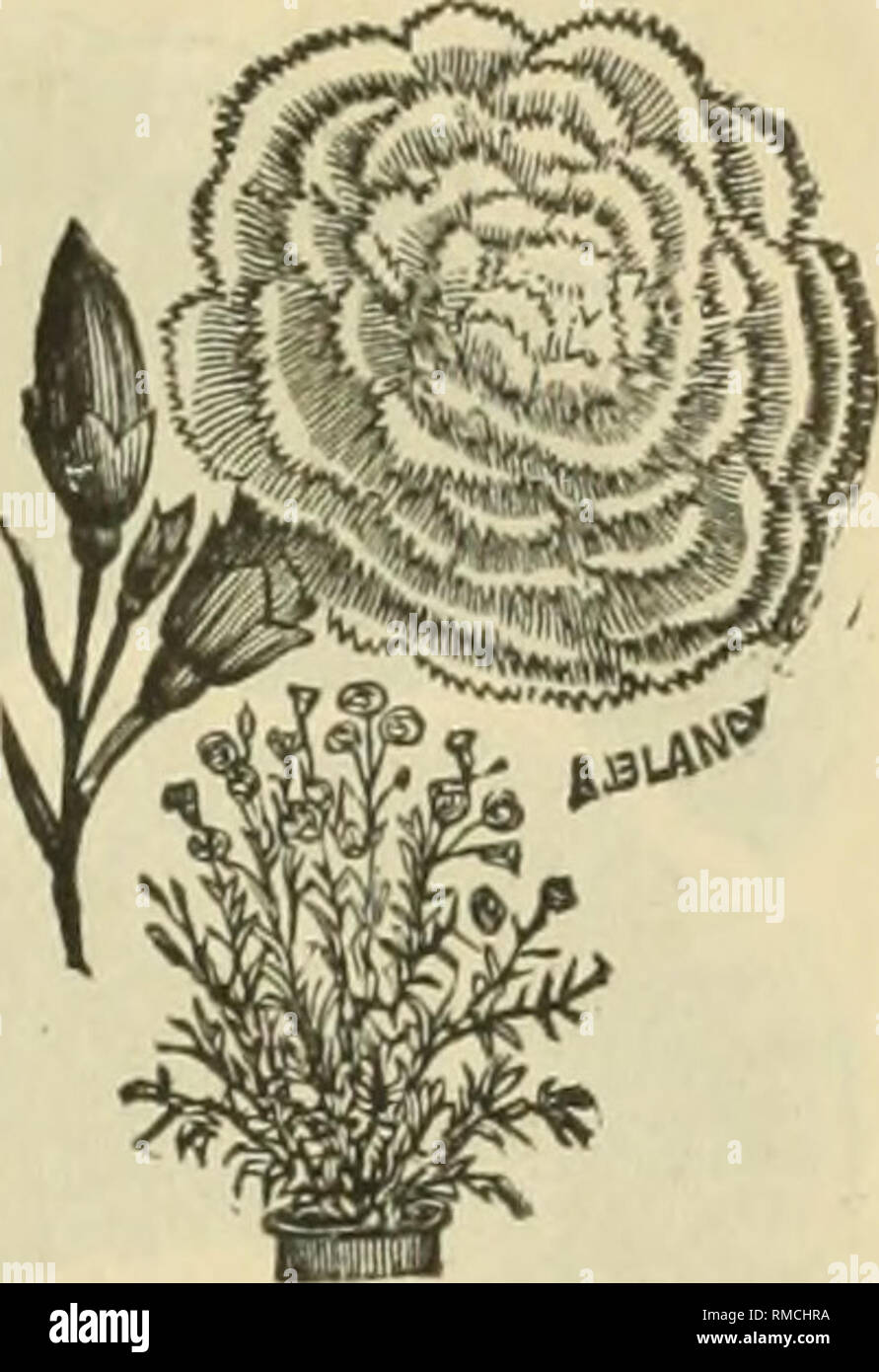 . Annuale sementi illustrato catalogo. OalTBTTTJFF. Moraln* gloria ho A.-ammenda. DIANTHUS. Cosmo (A.)-Questo impianto per caduta blooming non ha alcun superiore; blossoms re- sembles dalia; scelta mista. Pacchetto. 10 centesimi. Cypress Vine {A. C.)- Uno dei più preferiti con il vitigno molto delicati come la felce fogliame; quindici piedi; scelta mista. Pacchetto di 5 centesimi. Dianthus (rosa) -l'flnu'c i s sono brillanti, vistosi e molto fragrante singola - A. Pacchetto, 5 centesimi. Double-B. Pacchetto di 5 centesimi. Carnation-J^P. Pack- et, 10 centesimi. Eschschol'zia (Califor- fornia l'oppy) A.-libera f nvering, luminoso vistose fioriture; migliori misto. Pack Foto Stock