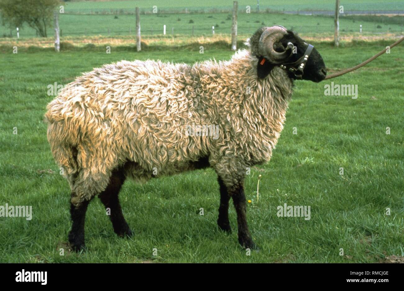 Le pecore karakul è una di medie dimensioni, fat-tailed pecore con un misto lana che proviene dalle steppe dell'Asia centrale. I bucks di solito hanno corna sulla loro lunga e stretta testa con un muso arcuato che è costellata di Shiny capelli stretti, mentre la femmina della specie ovina sono hornless. Caratteristiche sono lunghe orecchie cascante e una lunga coda grassa. Gli animali hanno un gran unseasonal solchi comportamento e sono propagati all'età di diciotto mesi per la prima volta. Foto Stock