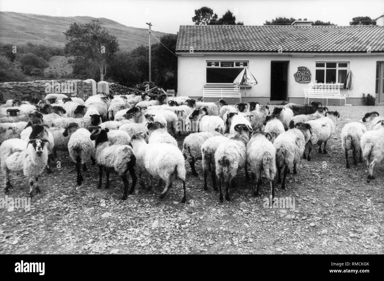 Gregge di pecore di fronte ad un bar chiamato 'Rock Bar' in Connemora, Irlanda. Foto Stock