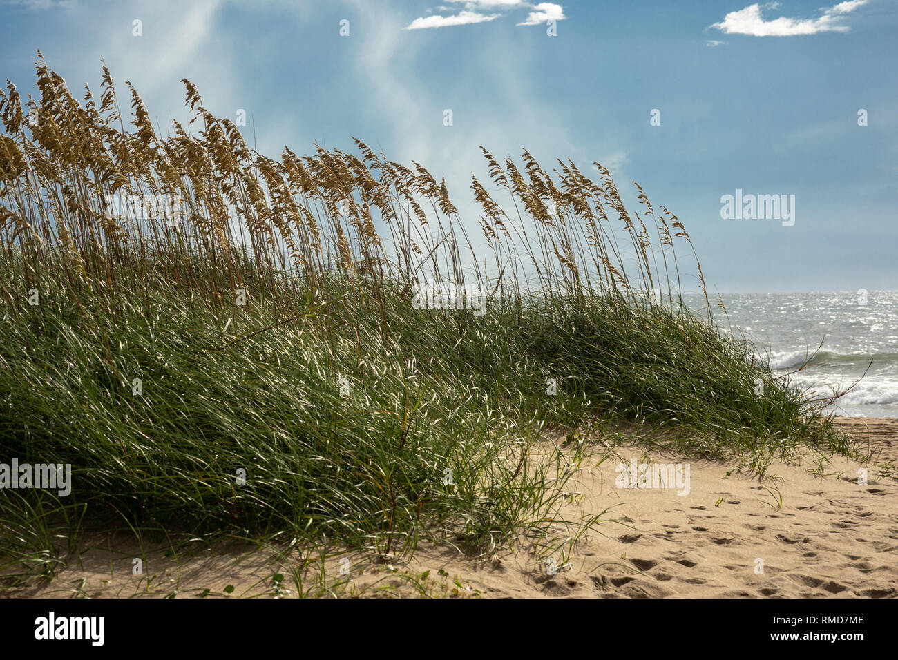 Mare di avena e la dolce brezza Ocracoke Beach Outer Banks NC. Foto Stock