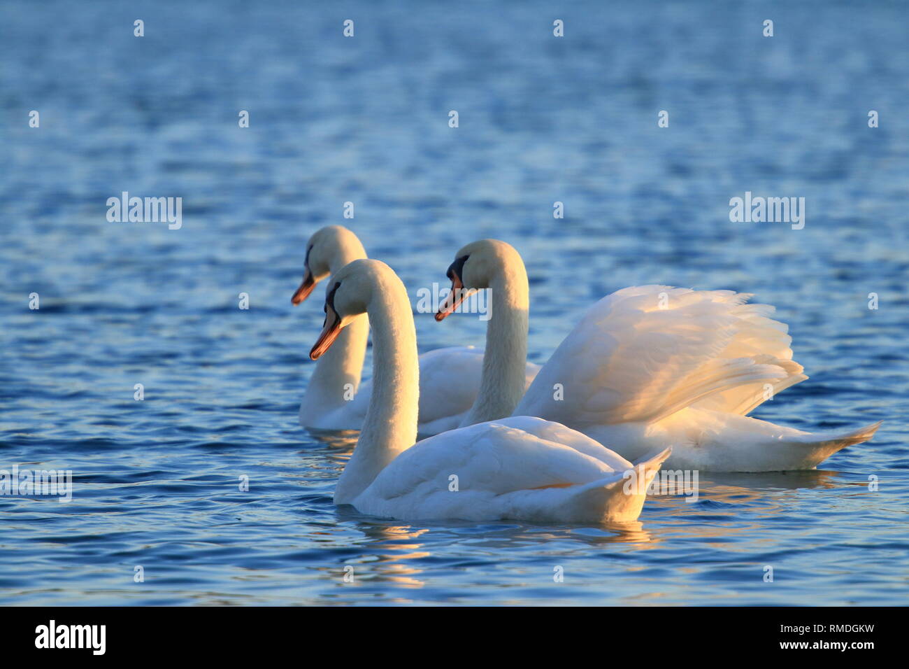 Cigni sul lago Foto Stock