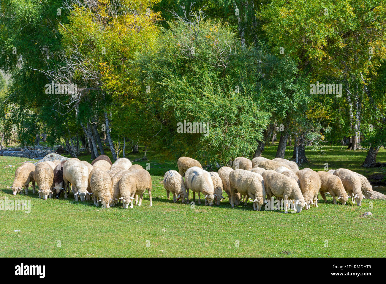 Un gregge di pecore al pascolo sulle rive di un grande fiume Ilgumen, Altai Repubblica Foto Stock