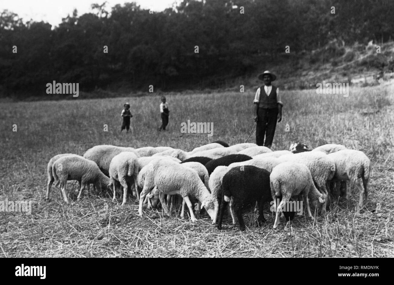 In Italia, Basilicata, Chiaromonte, un piccolo gregge con il suo pastore, 1920-30 Foto Stock