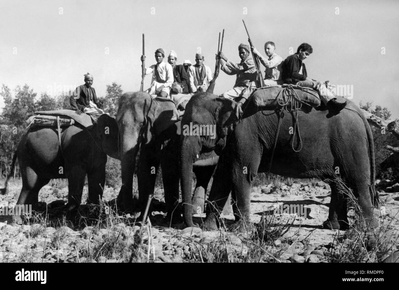 Il Nepal, alcuni indigeni taru su elefanti per tiger caccia, 1953 Foto Stock