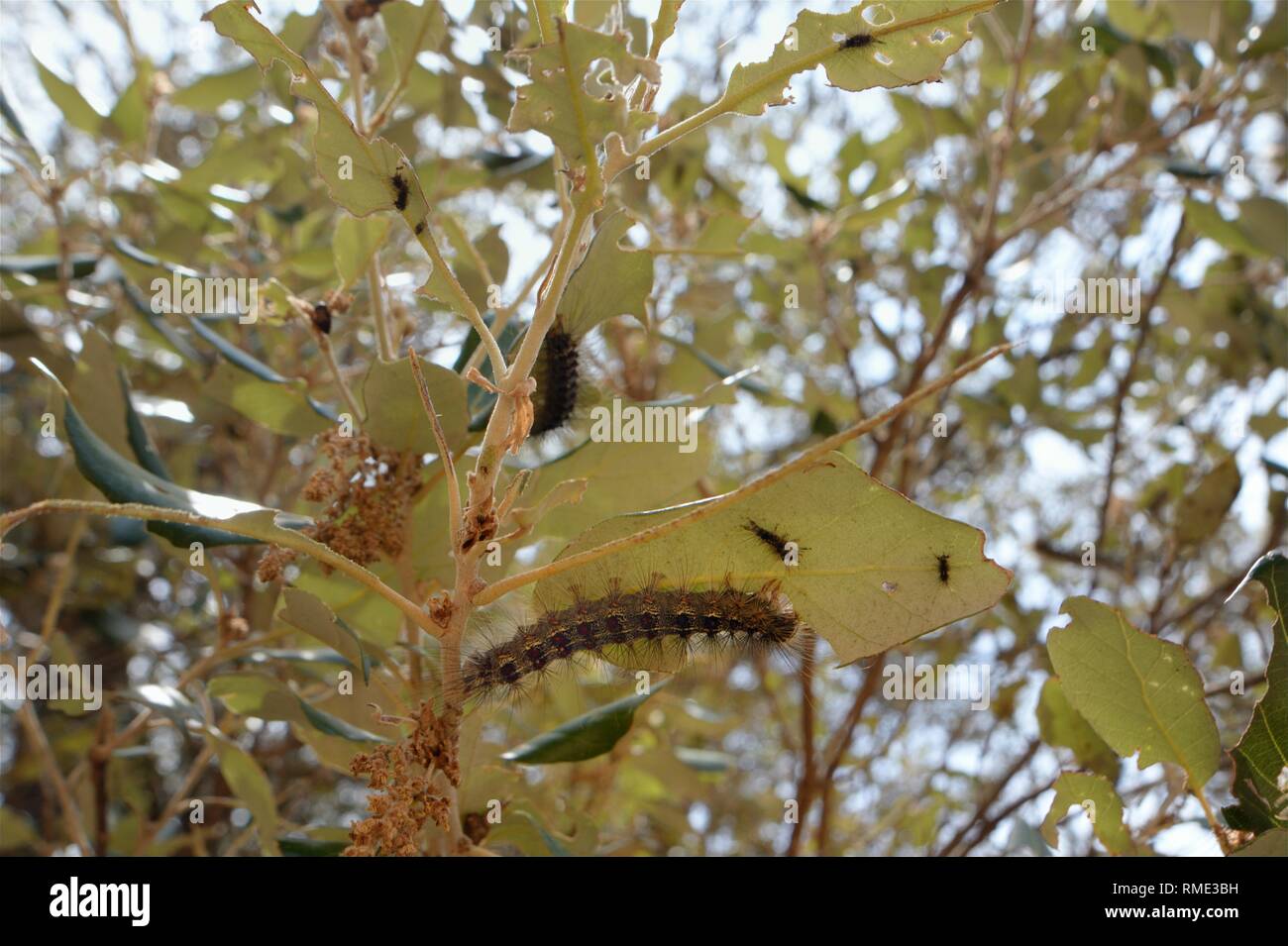 Gypsy Moth bruchi (Lymantria dispar) alimentazione su e polverizzando Holm foglie di quercia (Quercus ilex), Bacu Goloritze orrido, Baunei, Sardegna, Italia. Foto Stock