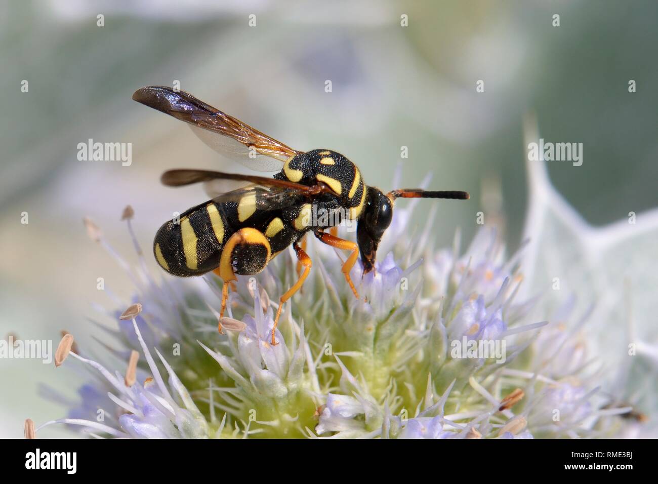 Parassitoide wasp (Leucospis gigas) alimentazione sul mare holly fiori (Eryngium maritimum) su una spiaggia, Sardegna, Italia, Giugno. Foto Stock