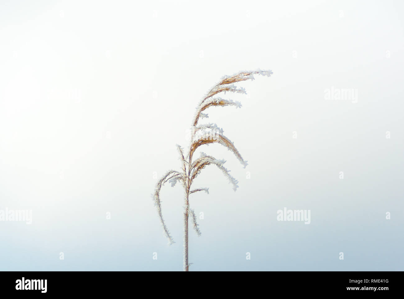 Una singola lamella ghiacciato in inverno freddo Foto Stock