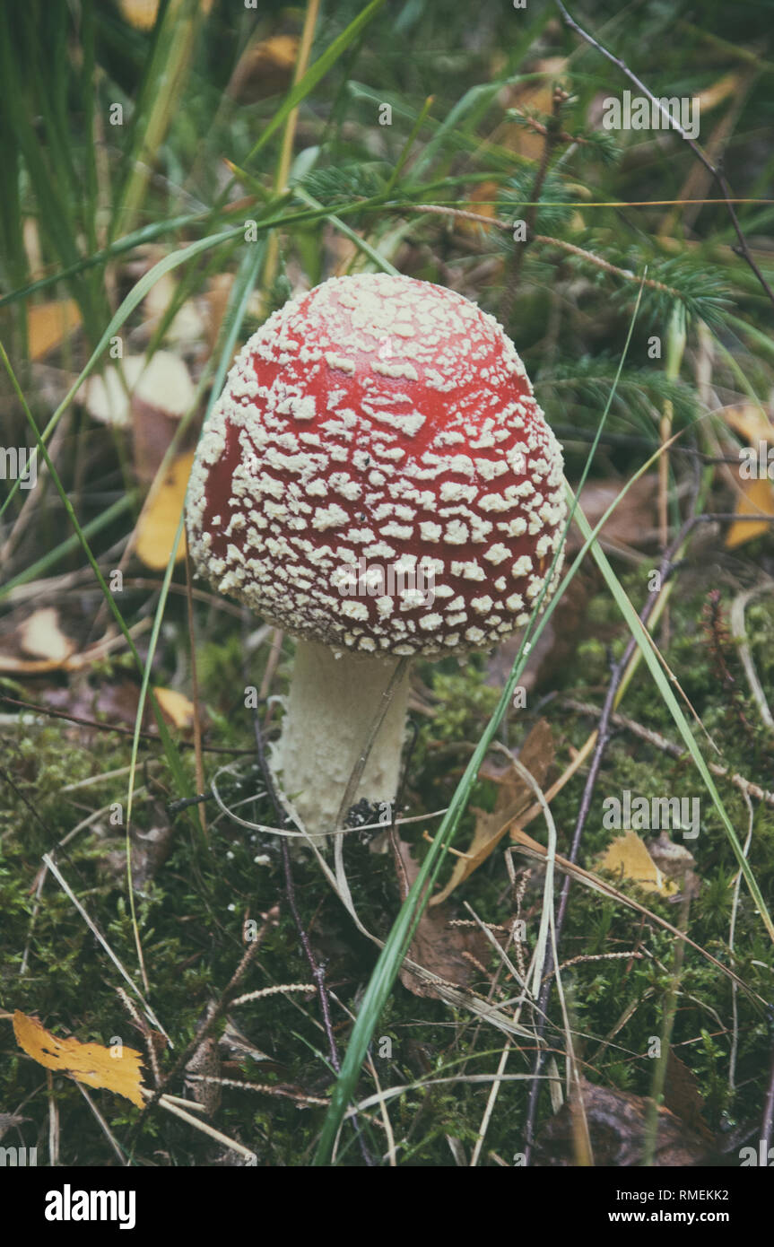 Velenosi funghi selvatici amanita muscaria in una foresta Foto Stock