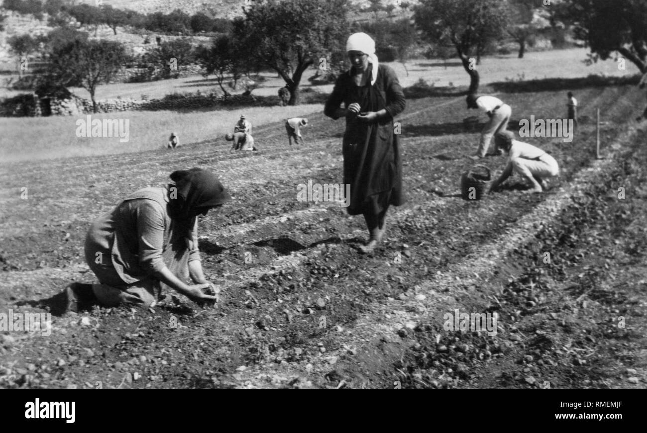 Lampadine allo zafferano raccolta, Abruzzo, Italia, 1910-20 Foto Stock