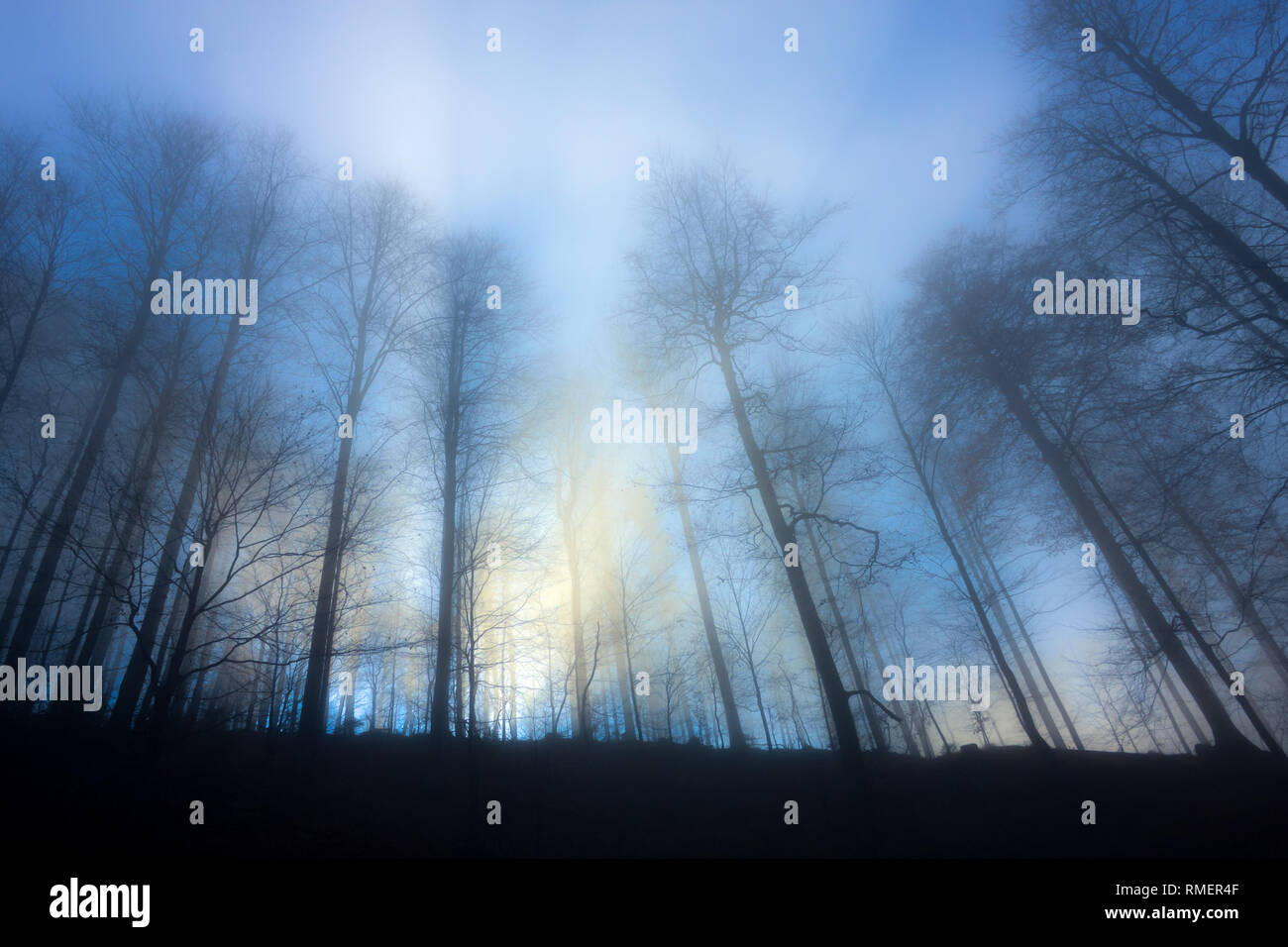 Gruppo di alberi senza foglie, gettando ombre in blu e giallo luce misty e una atmosfera di nebbia generando un mistero e in qualche modo la sensazione di freddo Foto Stock