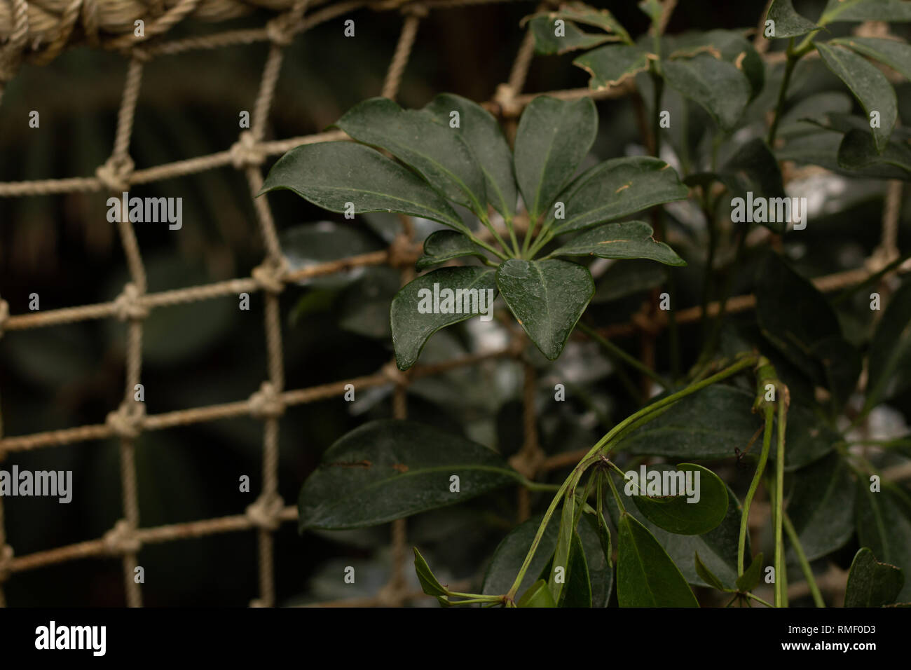 Ricco di foglie verdi in un tropicale amazzonica foresta di pioggia Foto Stock