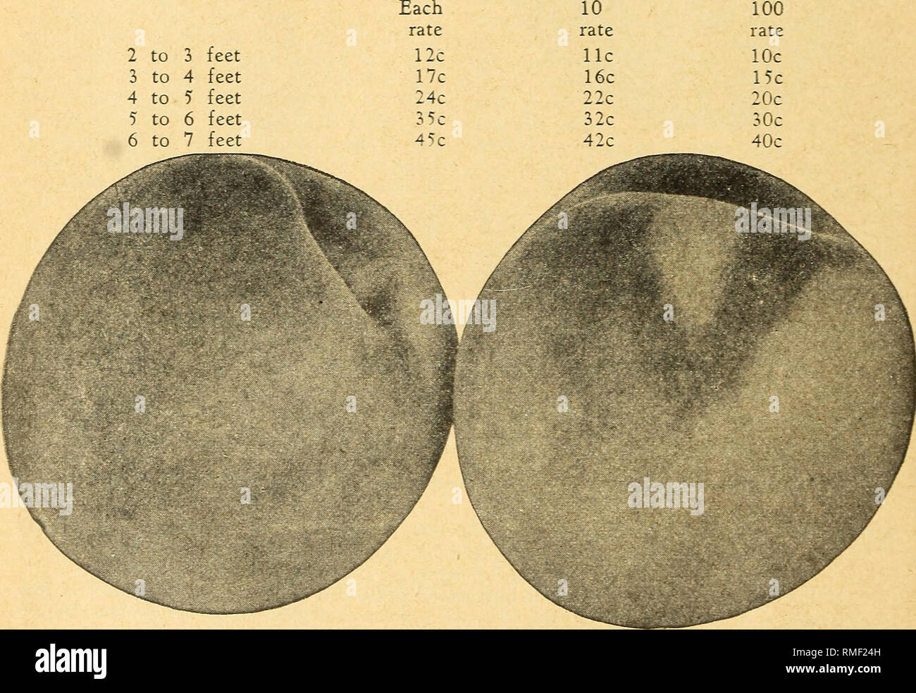 . Catalogo annuale : frutti, piante ornamentali piante e sementi. Vivai (orticoltura), cataloghi e alberi da frutto, cataloghi; piante perenni, cataloghi; Verdure, semi, cataloghi; Fiori, semi, cataloghi; l'ombra degli alberi, cataloghi. 8 Benton County Nursery Co., Inc., Rogers, Arkansas Pesche tutto ciò che implica il nome è espressa al massimo nella parola di pesche, Koth' ing può confrontare con una ricca pesca matura e soprattutto quando li prendi a destra dai propri alberi. Il sapore e lo zucchero vengono memorizzati dalla natura ultimo, e questa è la qualità in modo privo di spediti nella frutta. Pesche prosperare su argilla e san Foto Stock