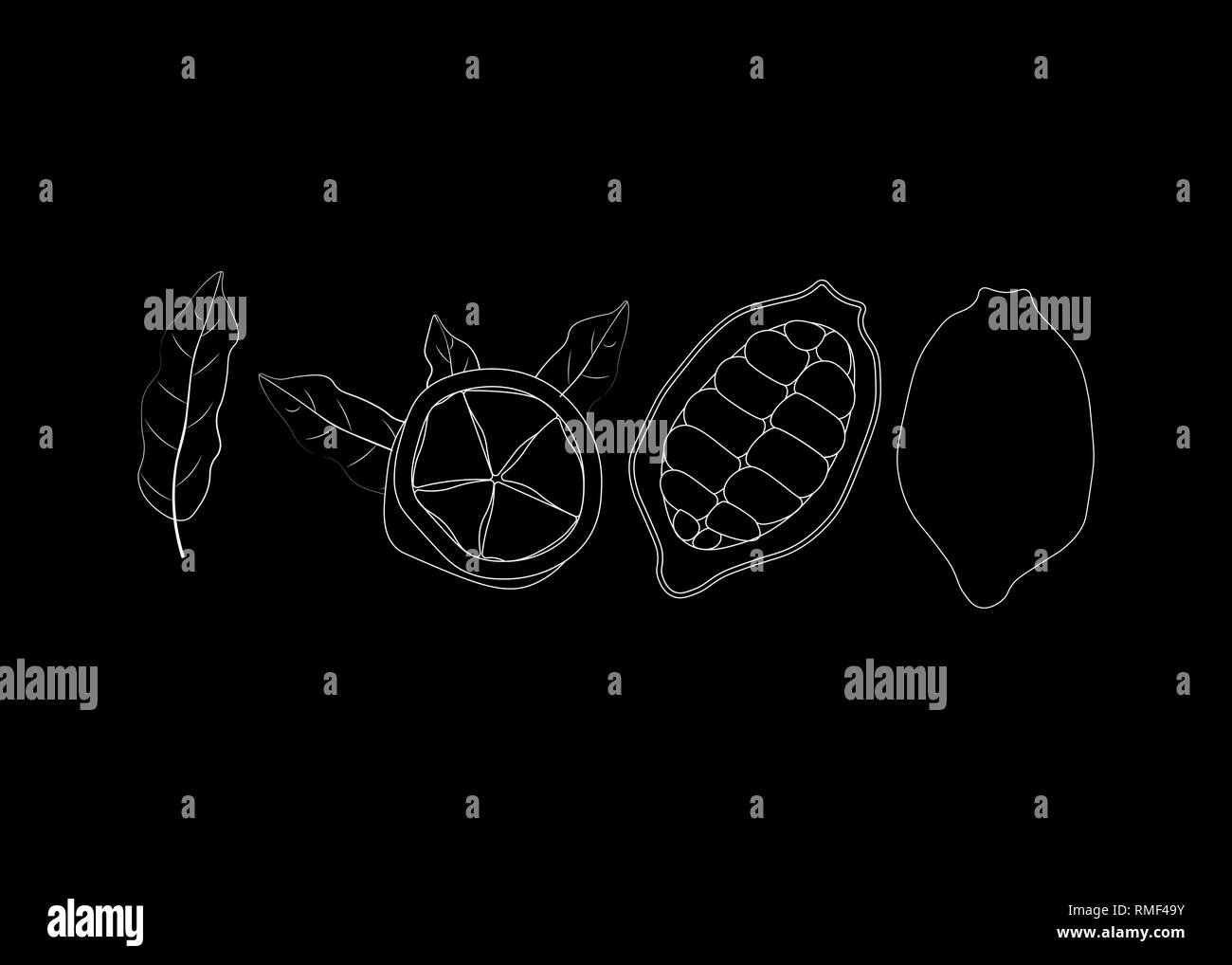 Tropical frutto di cacao. Alimenti eco. Cupuacu cupuassu esotici, cupuazu e copoasu, 10 eps Illustrazione Vettoriale