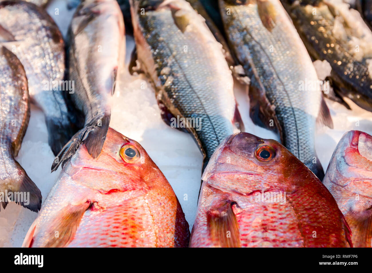 Pila di Northern fresco Lutiano rosso pesce, Lutjanus campechanusfish, per la vendita sul tuo pescivendolo, all'aperto del mercato di frutti di mare. Foto Stock