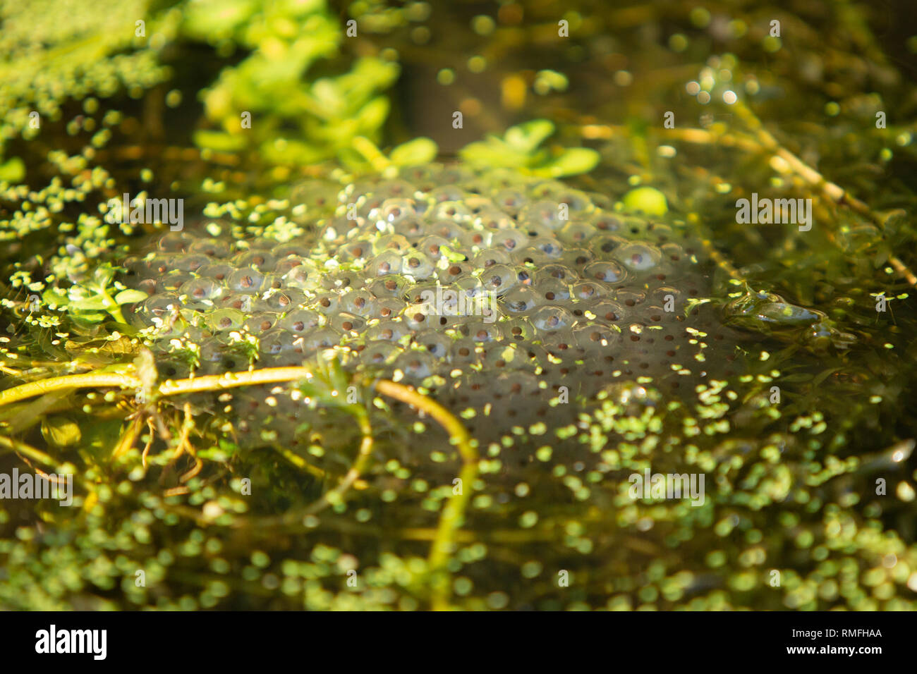 Bexhill, East Sussex, Regno Unito. 15 feb 2019. Uno dei primi segni di primavera. Frog spawn appare in un laghetto in giardino. Foto Stock