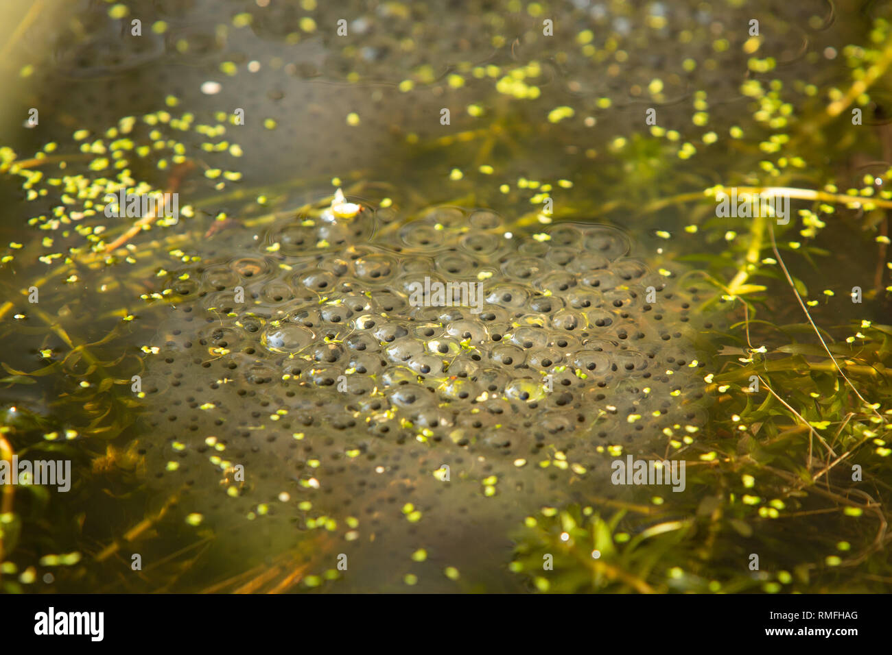 Bexhill, East Sussex, Regno Unito. 15 feb 2019. Uno dei primi segni di primavera. Frog spawn appare in un laghetto in giardino. Foto Stock