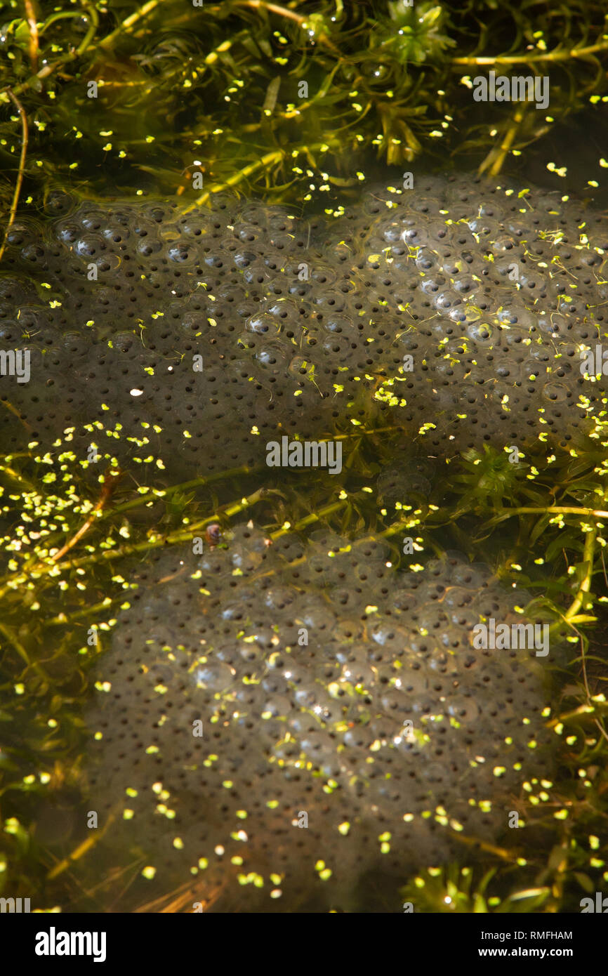 Bexhill, East Sussex, Regno Unito. 15 feb 2019. Uno dei primi segni di primavera. Frog spawn appare in un laghetto in giardino. Foto Stock