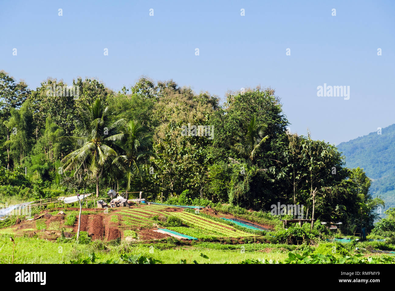 Coltivazione di verdure in assegnazioni di villaggio in campagna vicino a Luang Prabang, Louangphabang provincia, Laos, Asia Foto Stock