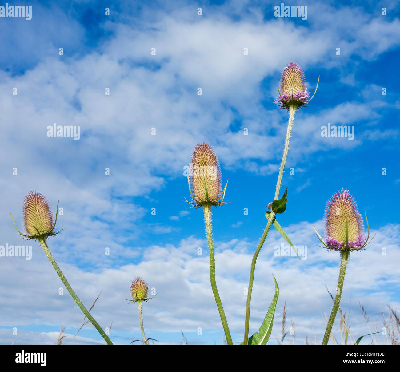 Asciugare il Thistle capi contro il cielo blu nel prato di fiori selvaggi. Regno Unito Foto Stock