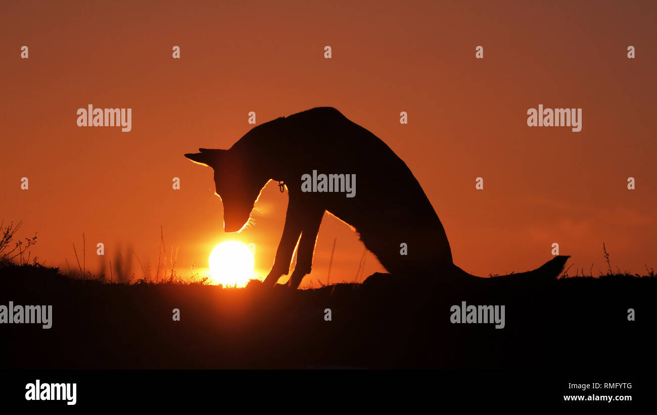 Cane di razza Pastore belga Malinois guardando il sole al tramonto Foto Stock