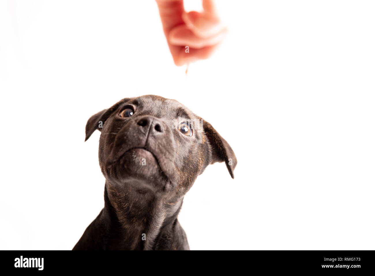 Il Labrador pit bull cucciolo mix isolati su sfondo bianco. Foto Stock