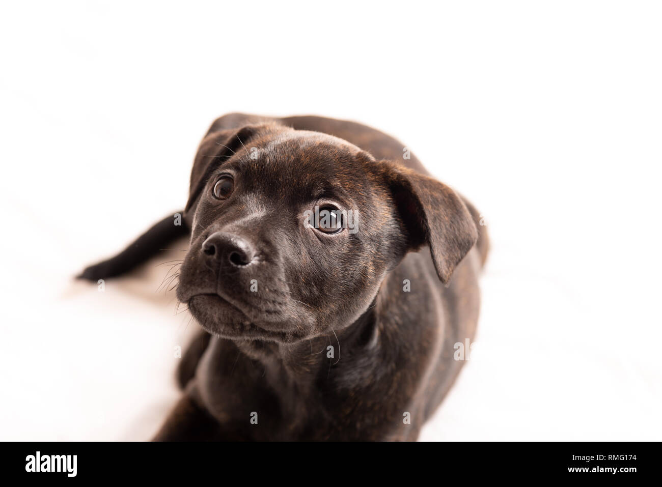 Il Labrador pit bull cucciolo mix isolati su sfondo bianco. Foto Stock