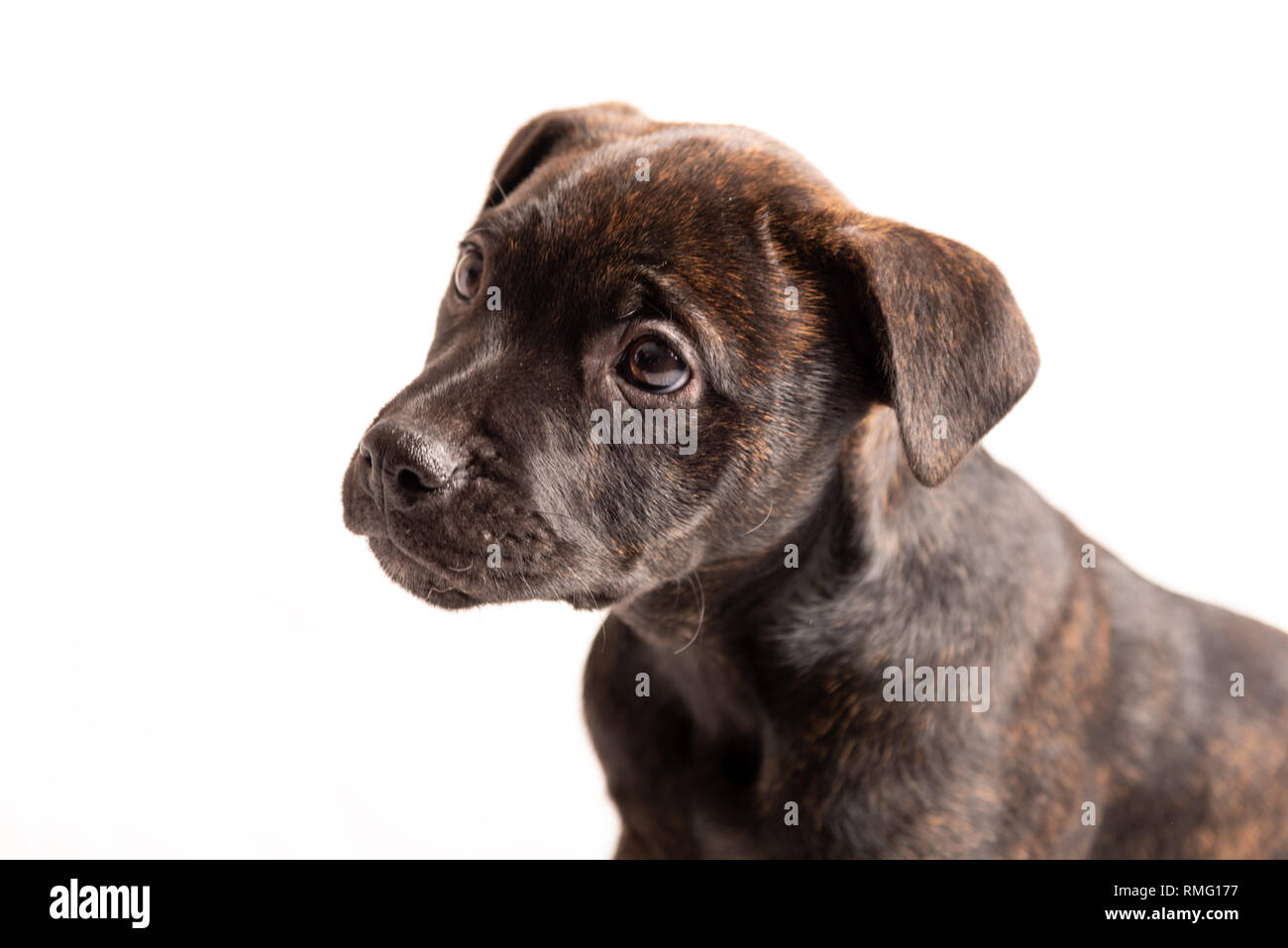 Il Labrador pit bull cucciolo mix isolati su sfondo bianco. Foto Stock