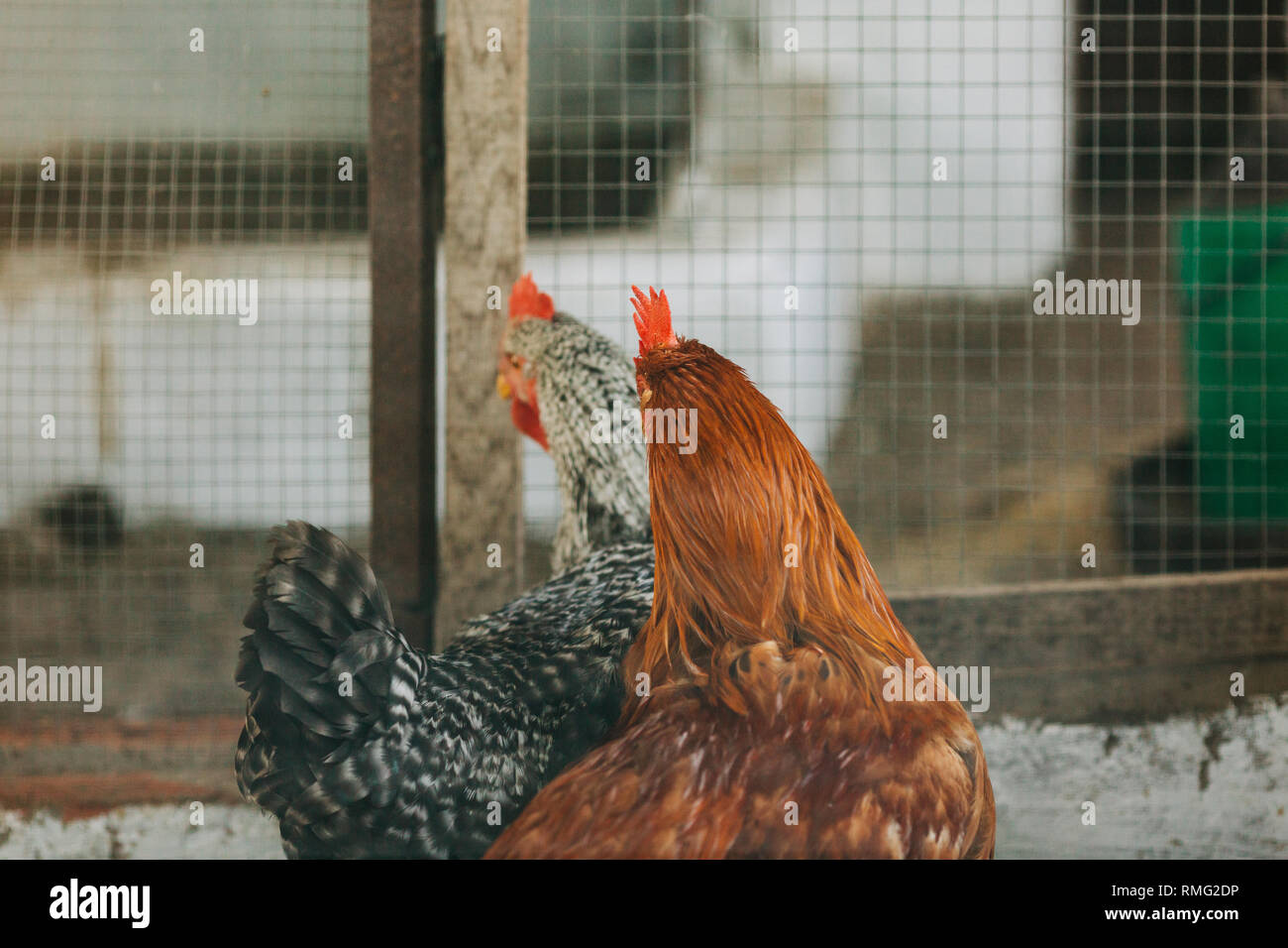 Due incantevoli galline in piedi vicino al recinto di netto sulla fattoria nella campagna Foto Stock
