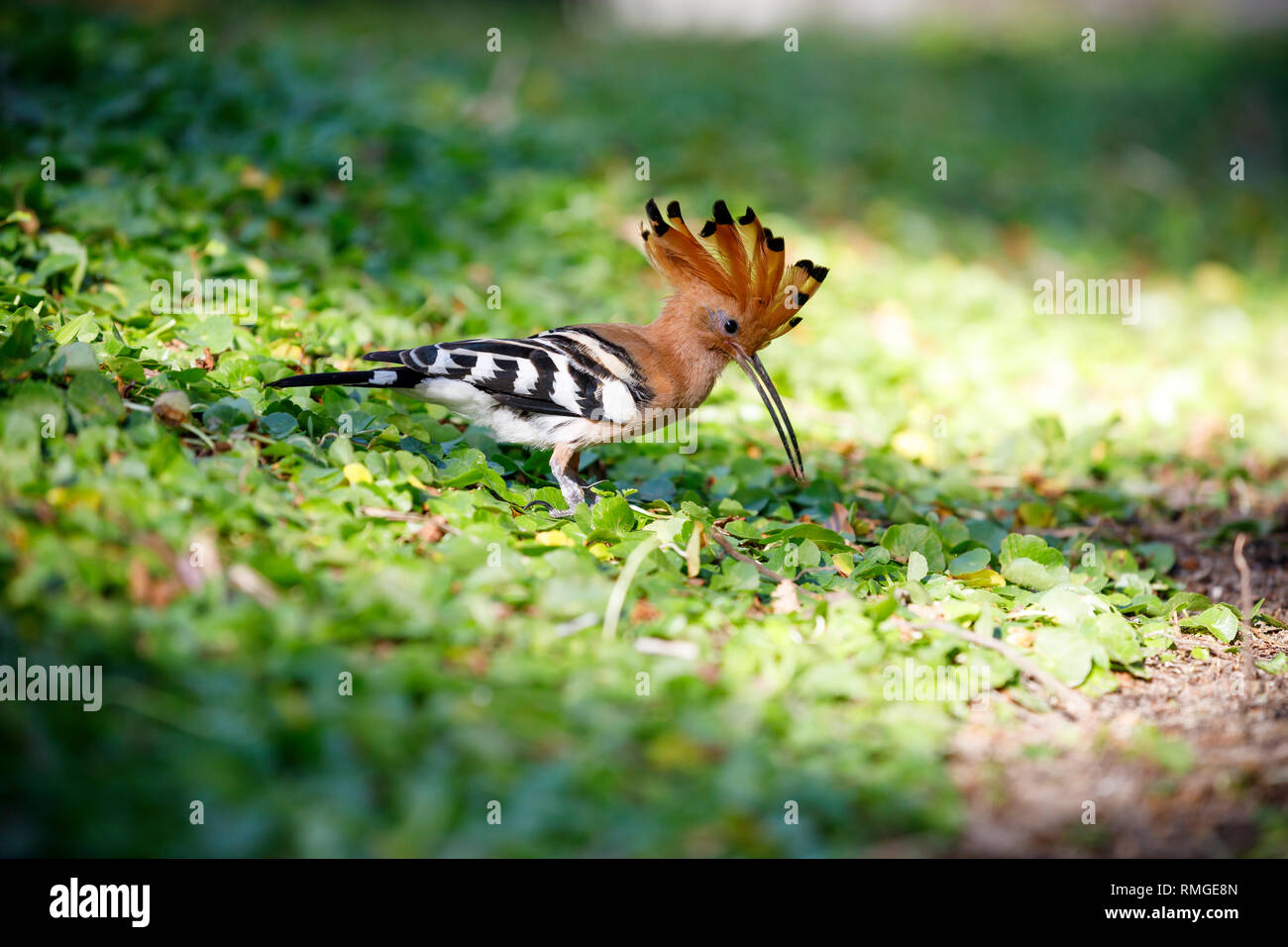 Primo piano della upupa uccello sull'erba verde foglie Foto Stock