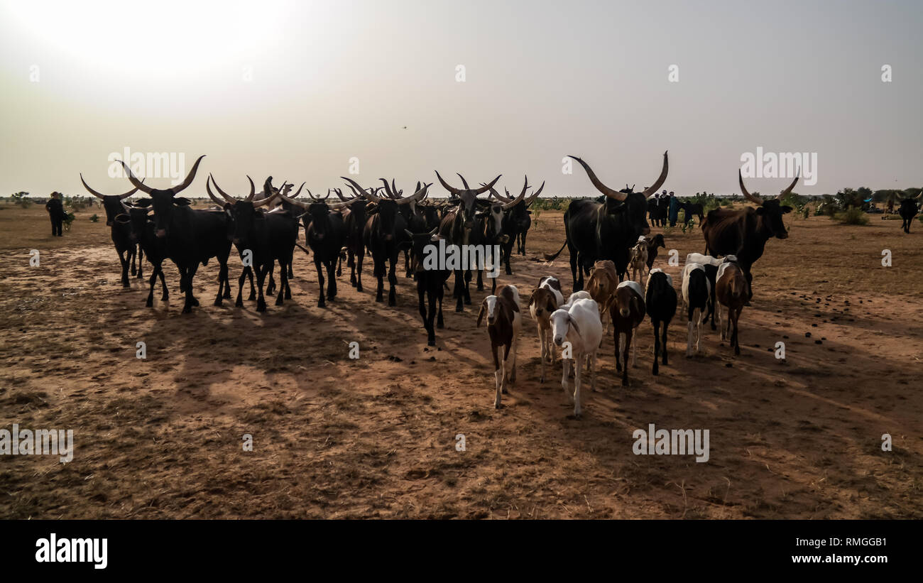 Ritratto di ankole-watusi bighorned bull , InGall village, Agadez, Niger Foto Stock