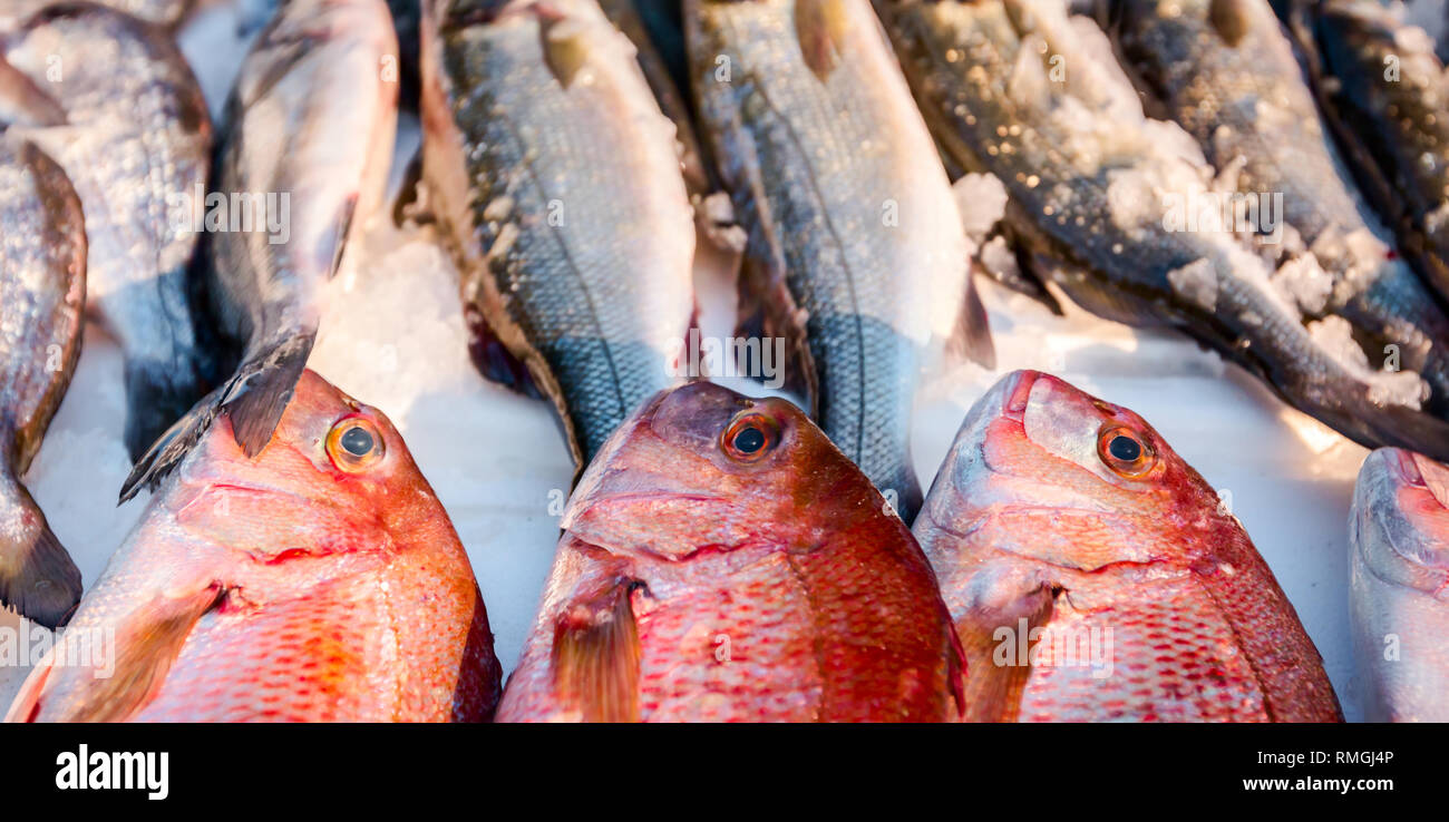 Pila di Northern fresco Lutiano rosso pesce, Lutjanus campechanusfish, per la vendita sul tuo pescivendolo, all'aperto del mercato di frutti di mare. Foto Stock