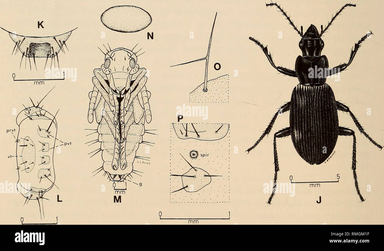 . Annali della South African Museum = Annale van die Suid-Afrikaanse museo. Storia naturale. Fig. 3. Famiglia Carabidi. Laemostenus complanatus. A. Larva (vista dorsale). B. Larva (sinistra vista laterale). C. Capo (vista dorsale). D. Diritto mesothoracic gamba (vista posteriore). E. mandibole (vista dorsale). F. testa (a sinistra vista laterale). G. testa (vista ventrale). H. Labium (vista dorsale). L diritto max- illa (vista dorsale). J. adulto. K. ultimo tratto addominale della pupa (vista dorsale) per mostrare depres- sion. L. Secondo sternite addominale. M. Pupa (ventrale vista) con beetle già completamente devel- ciclomotore. N. uovo. O. terzo seta Foto Stock