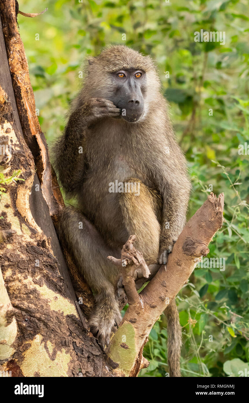 Femmina di babbuino Oliva, papio anubis, in Lake Manyara National Park, Tanzania Foto Stock