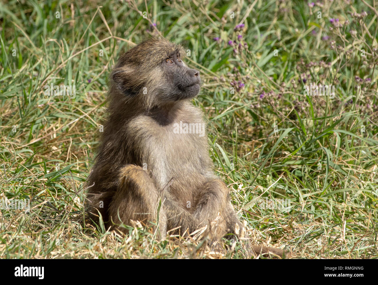 Babbuino Oliva, papio anubis, nel cratere di Ngorongoro, Ngorongoro Conservation Area, Tanzania Foto Stock