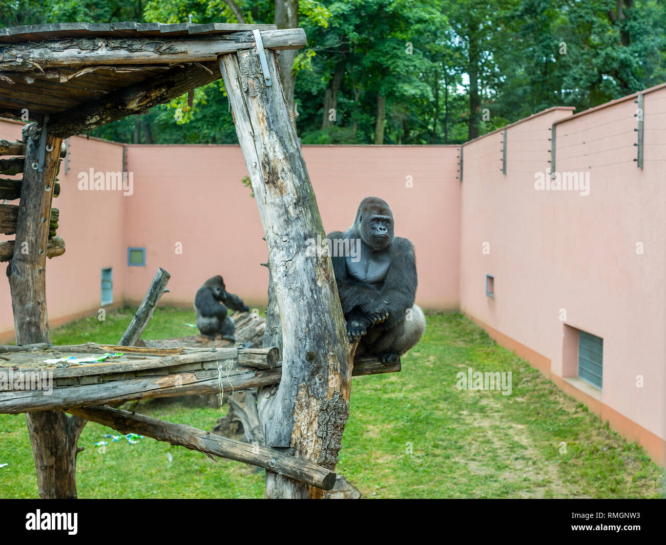 Un maschio adulto gorilla seduto su un albero allo zoo Foto Stock