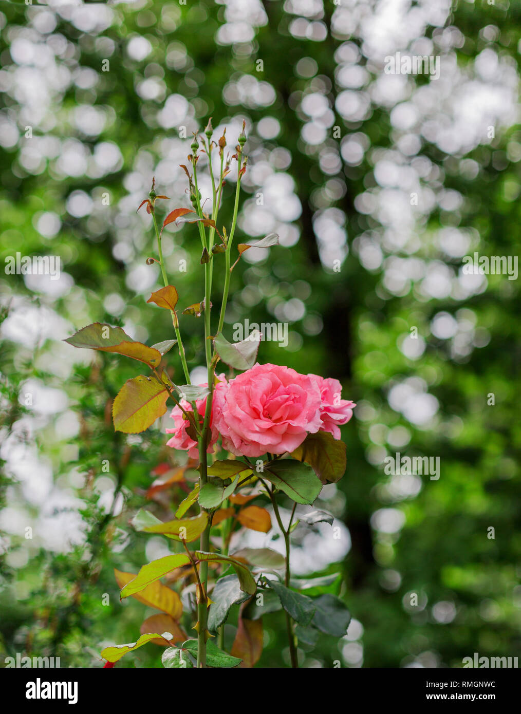 Rosa rosa con boccioli in giardino con un bellissimo sfondo bokeh di fondo. Simbolo di amore e purezza Foto Stock