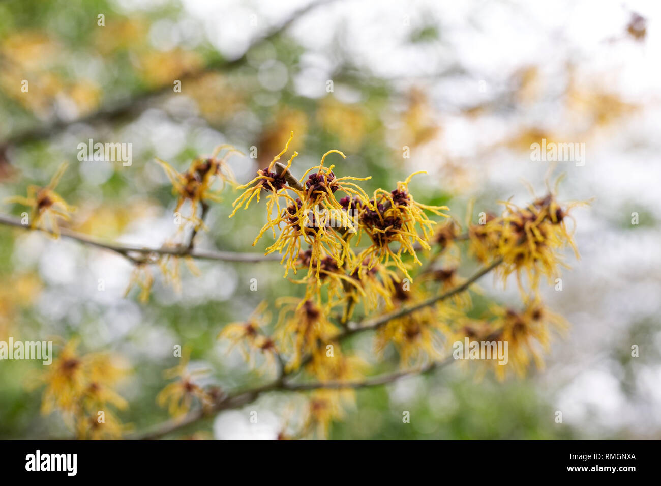 Hamamelis x intermedia Vesna. Amamelide fiori. Foto Stock