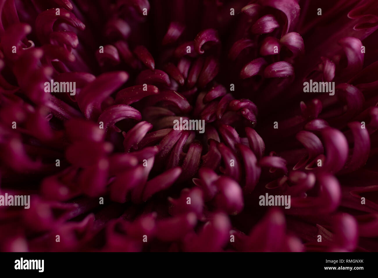 Gandy Mum Closeup Foto Stock