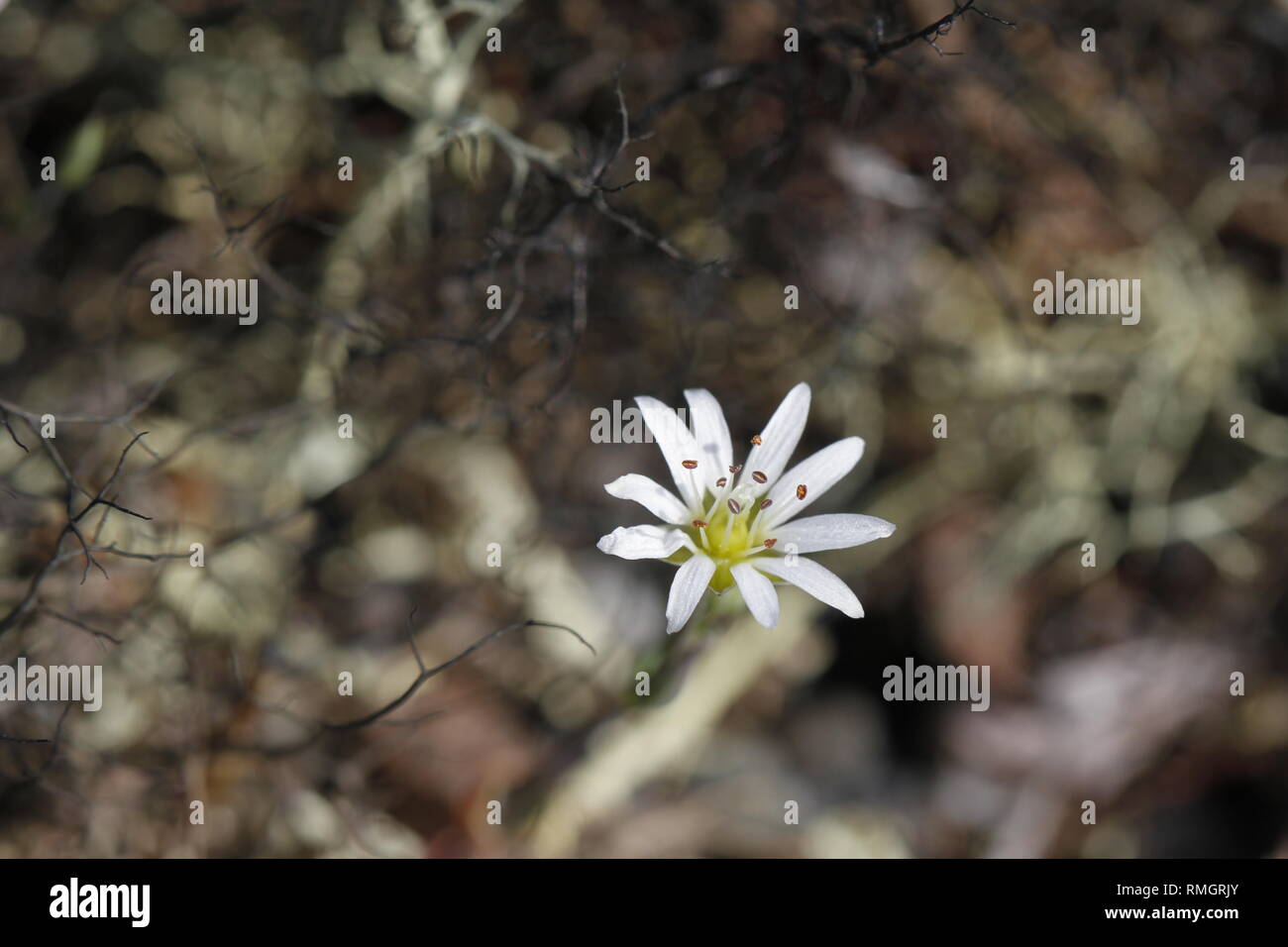 Unico lungo picciolo starwort fiore in piena fioritura sulla tundra artica, vicino Arviat Nunavut Foto Stock