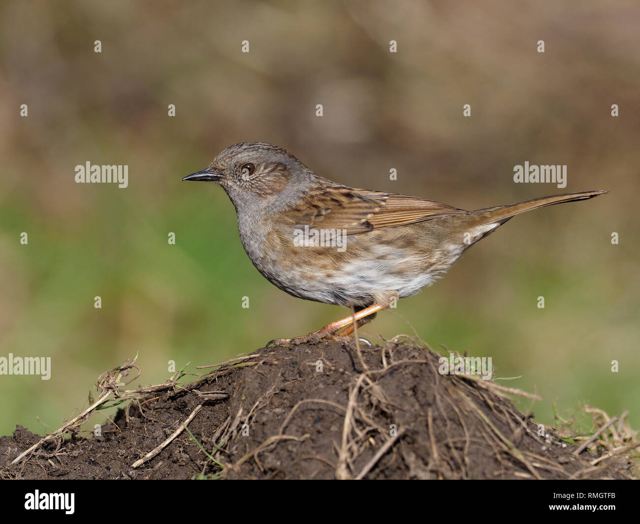 Dunnock o Hedge sparrow, Prunella modularis, singolo uccello sul terreno, Warwickshire, Febbraio 2019 Foto Stock