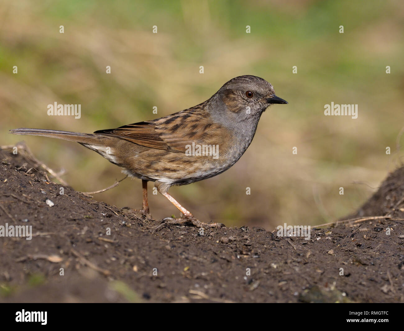 Dunnock o Hedge sparrow, Prunella modularis, singolo uccello sul terreno, Warwickshire, Febbraio 2019 Foto Stock