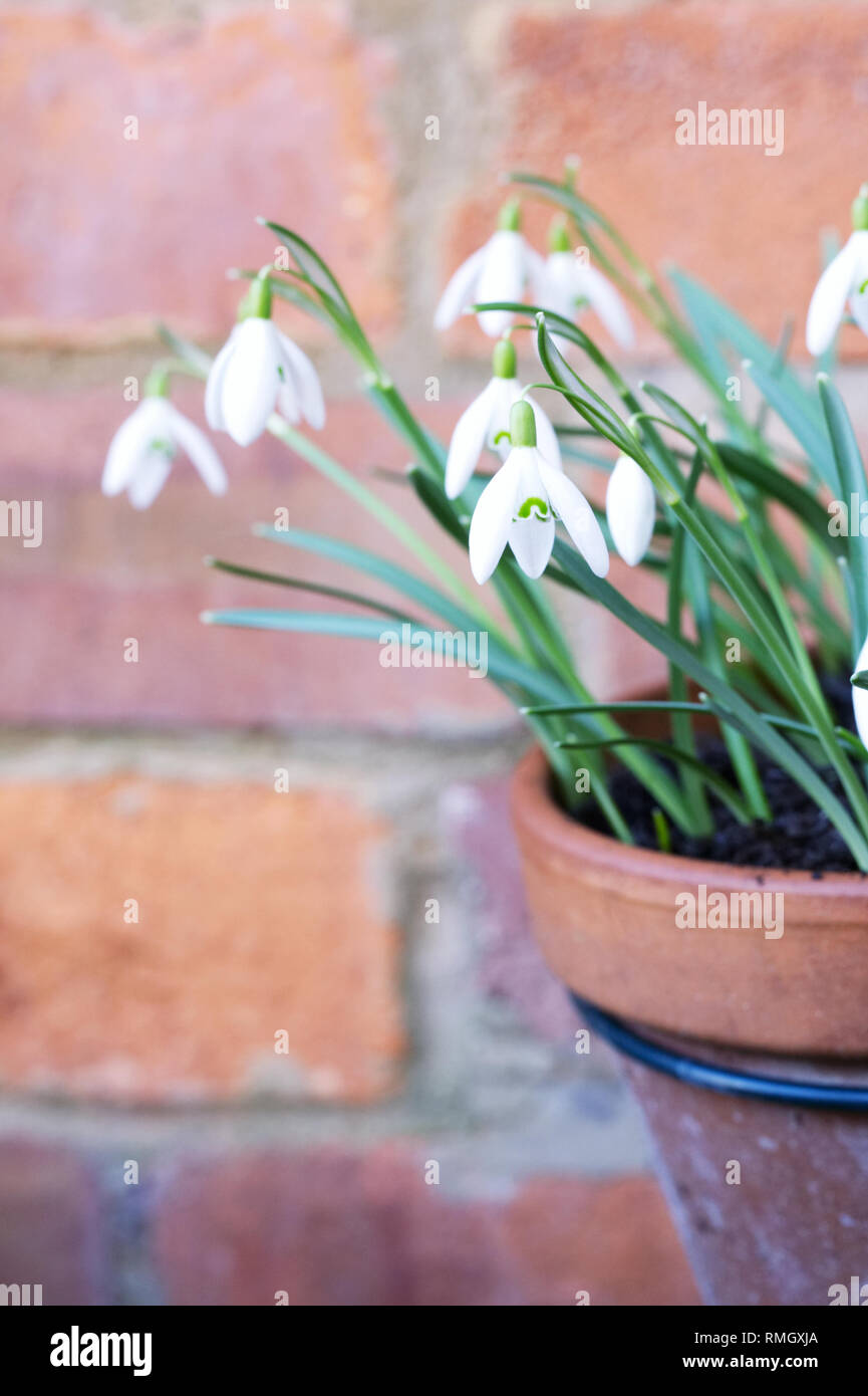 Tubo di drenaggio portavasi Galanthus nivalis fiori. Foto Stock