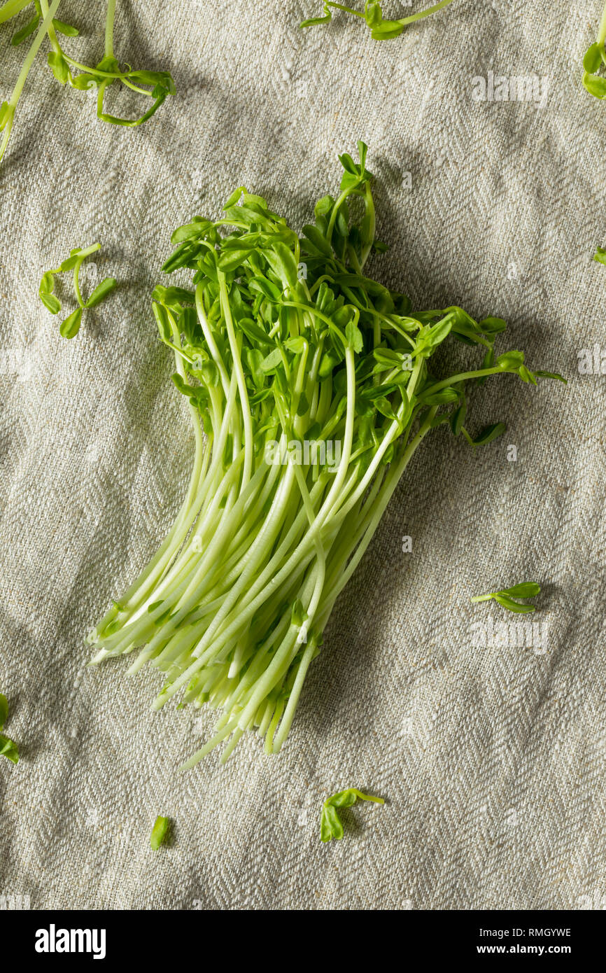 Materie organiche verde pisello a scatto germogli pronti a mangiare Foto Stock