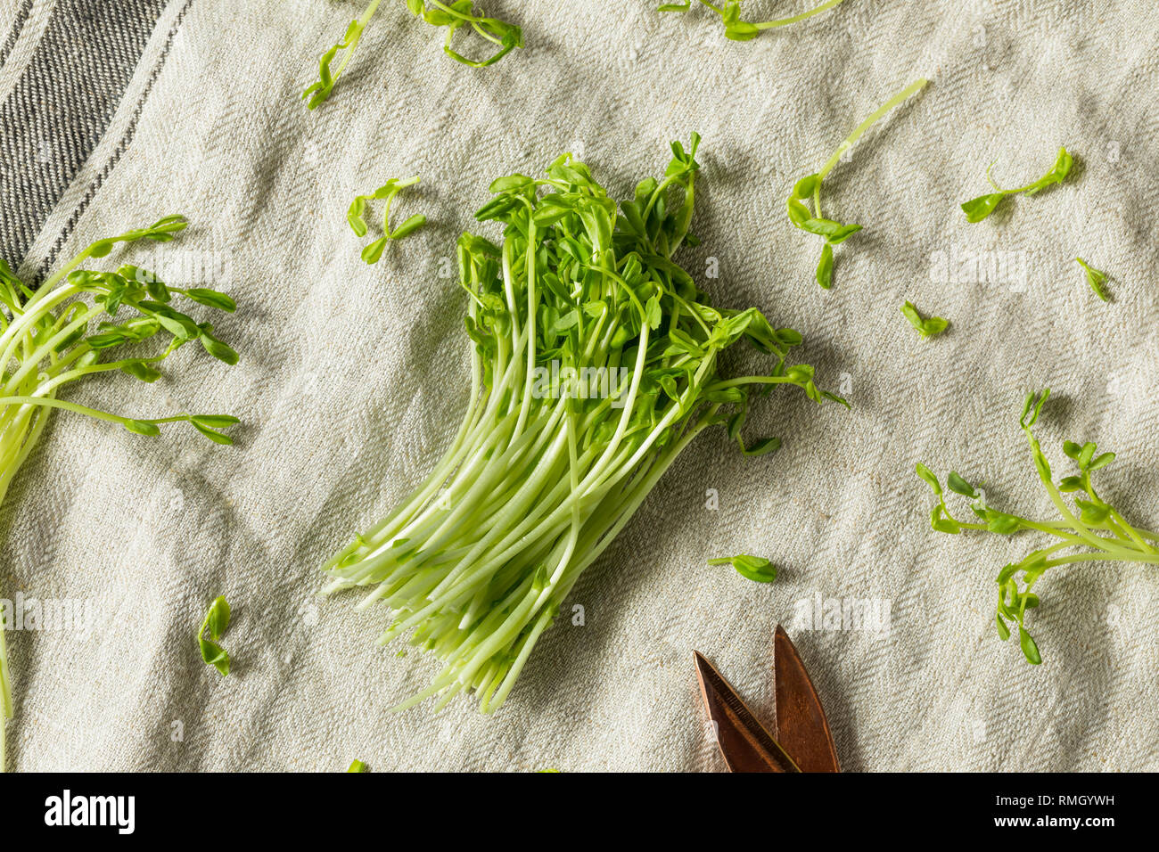 Materie organiche verde pisello a scatto germogli pronti a mangiare Foto Stock