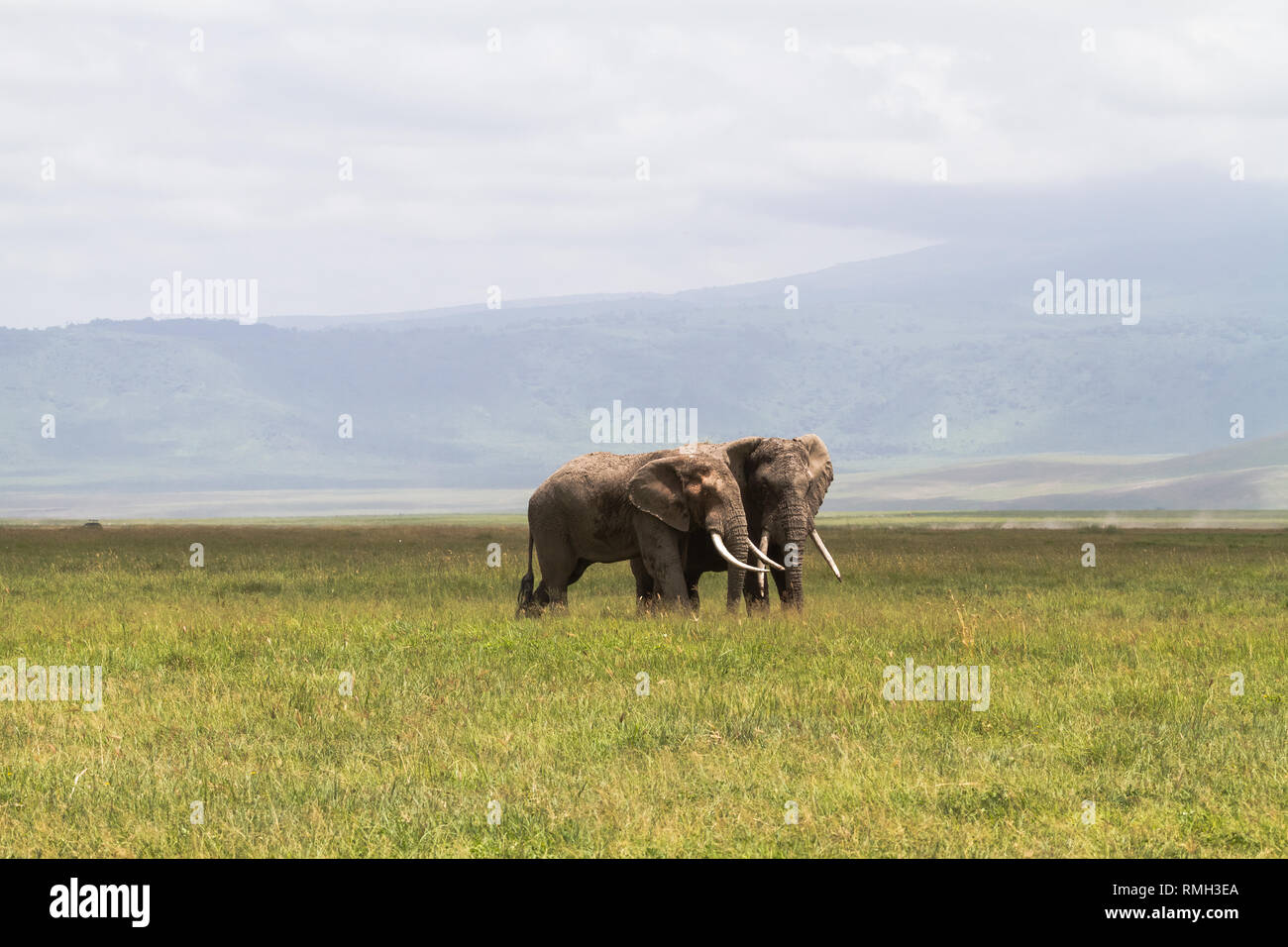 Una riunione. Due elefanti di comunicare. Il cratere di Ngorongoro, Tanzania Foto Stock