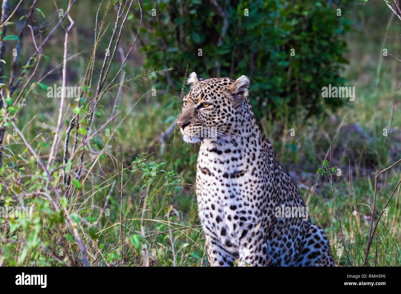 I predatori della savana. La femmina leopard in posa. Masai Mara, Kenya Foto Stock