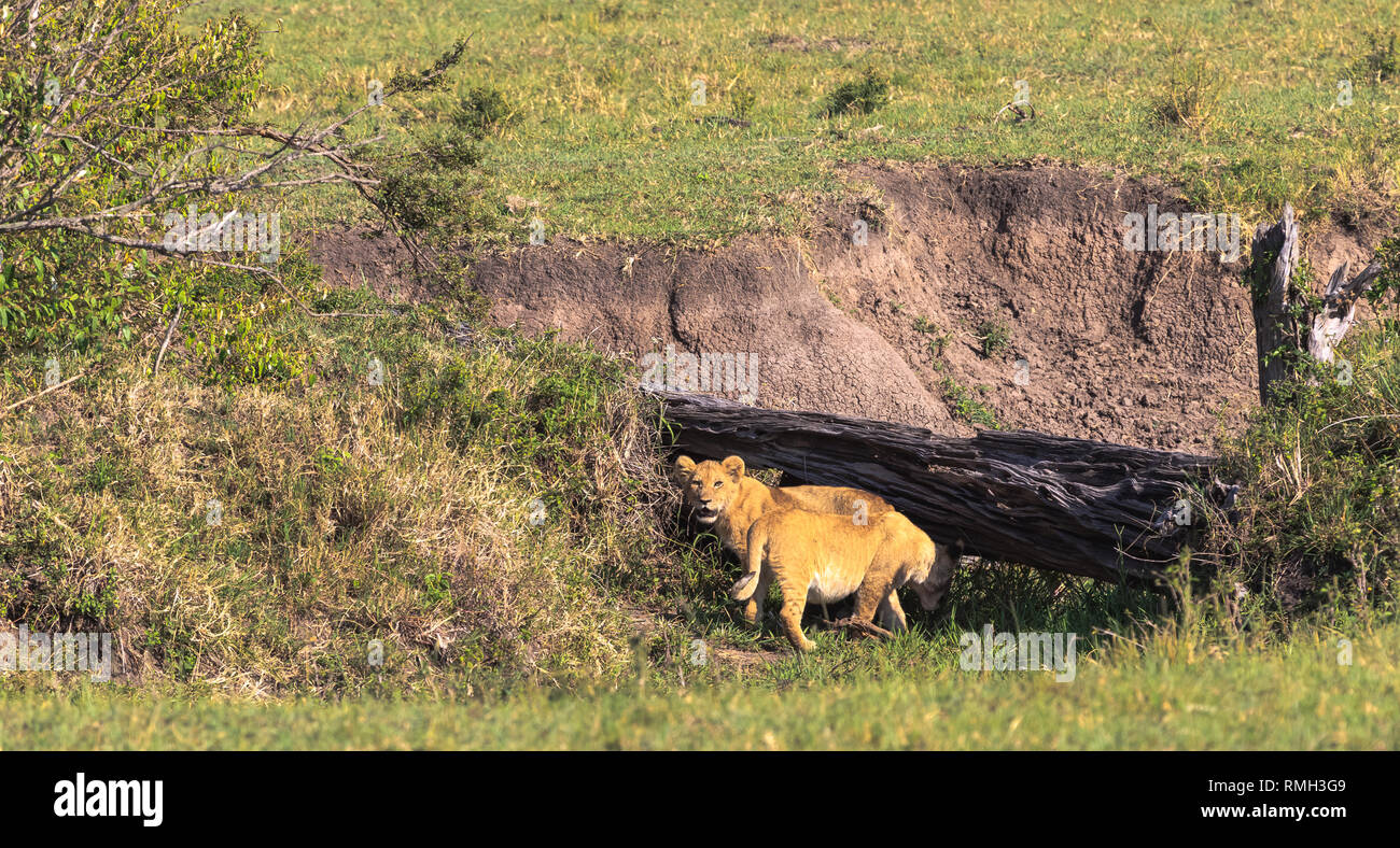 Due cuccioli di leone sta cercando un den nella savana. Masai Mara, Kenya Foto Stock