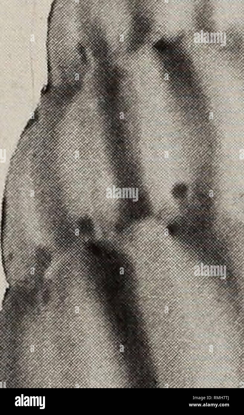 . Annali della South African Museum = Annale van die Suid-Afrikaanse museo. Storia naturale. MOLLUSCA fossili di HONDEKLIP 169 Famiglia Epitoniidae Epitonium (Gyroscala) lycocephalum sp. n. v. Fig. 16 Holotype materiale. SAM-Pq-HB527, 14,5 x 6,6 mm, Protoconch danneggiato, Honde- klip zona 4A, 50 m complesso. Paratypes. SAM-Pq-HB528, 2 esemplari, 13,0x5,0 mm (apex mancante), 12,9 x 4,6 mm, Hondeklip Zona 12, 50 m complesso. Non materiale tipo SAM-Pq-HB529, 15 frammenti, Hondeklip un blocco, 30 m complesso. . ?% % A. Si prega di notare che queste immagini vengono estratte dalla pagina sottoposta a scansione di immagini che possono essere state dig Foto Stock