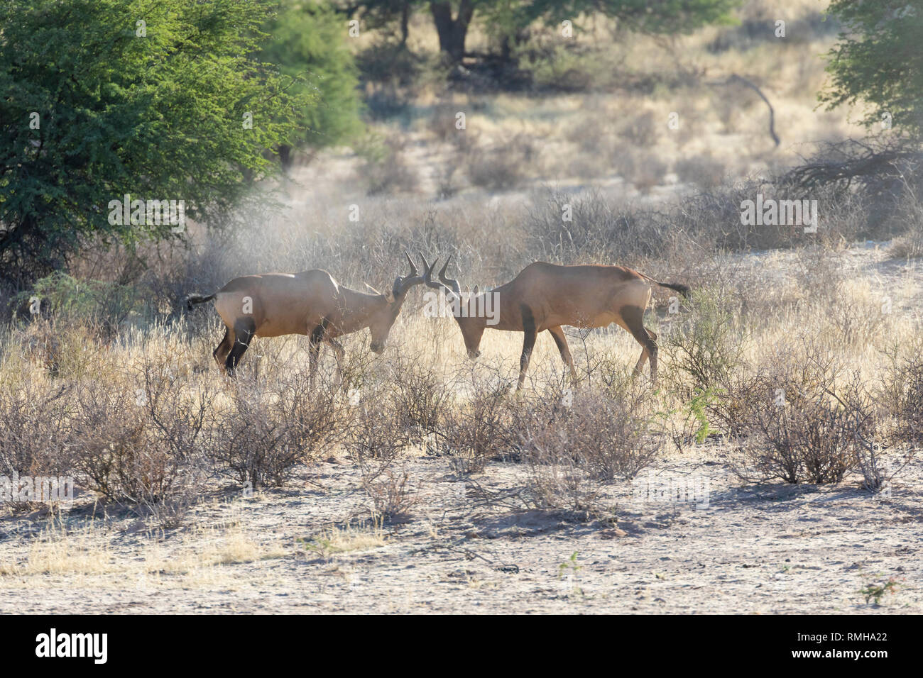 Red Hartebeest tori (Alcelaphus caama) in una disputa territoriale all'alba, la Mata Mata, Kgalagadi Parco transfrontaliero, Northern Cape, Sud Africa Foto Stock